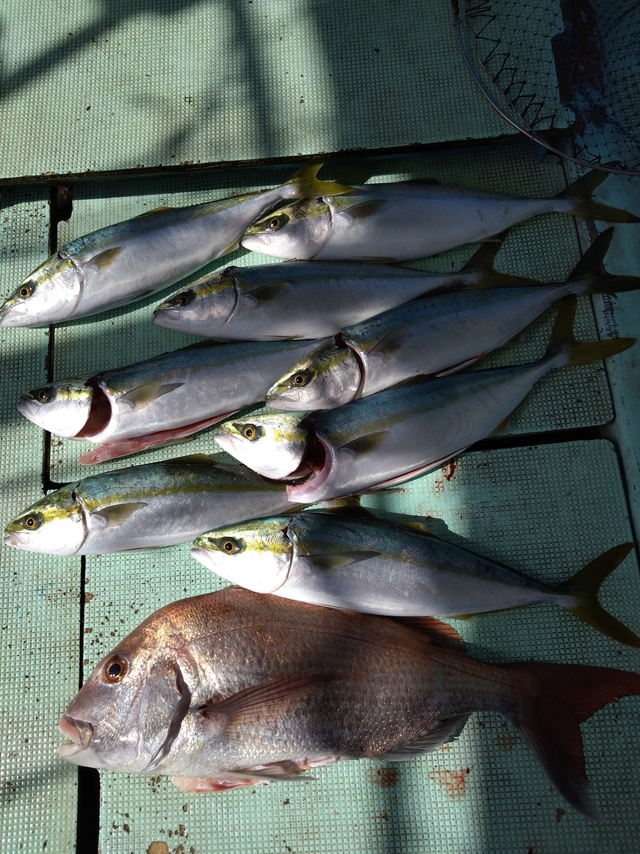 タイ(マダイ)・ハマチ(ブリ)