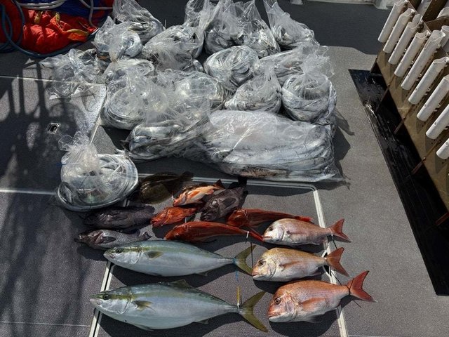 マダイ・マハタ・ハマチ(ブリ)・タチ(タチウオ)・ホウボウ