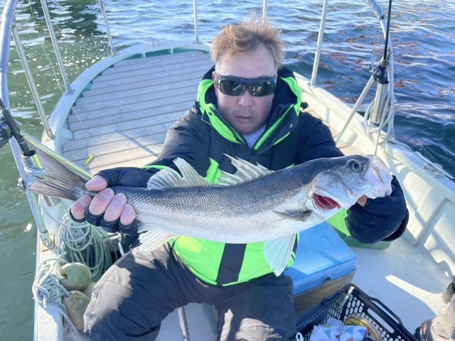 シーバス(スズキ)