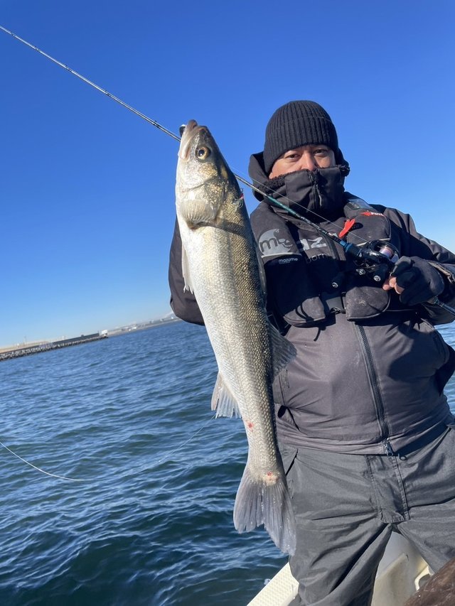 シーバス(スズキ)