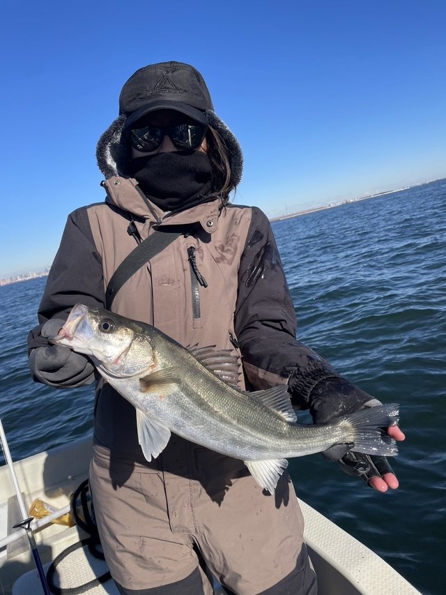 シーバス(スズキ)