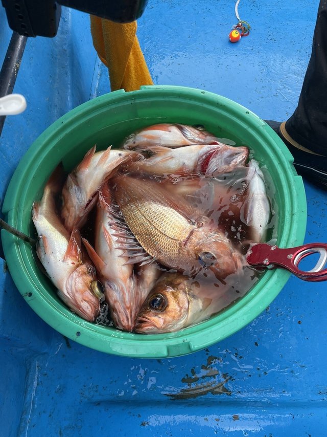 マダイ・メバル