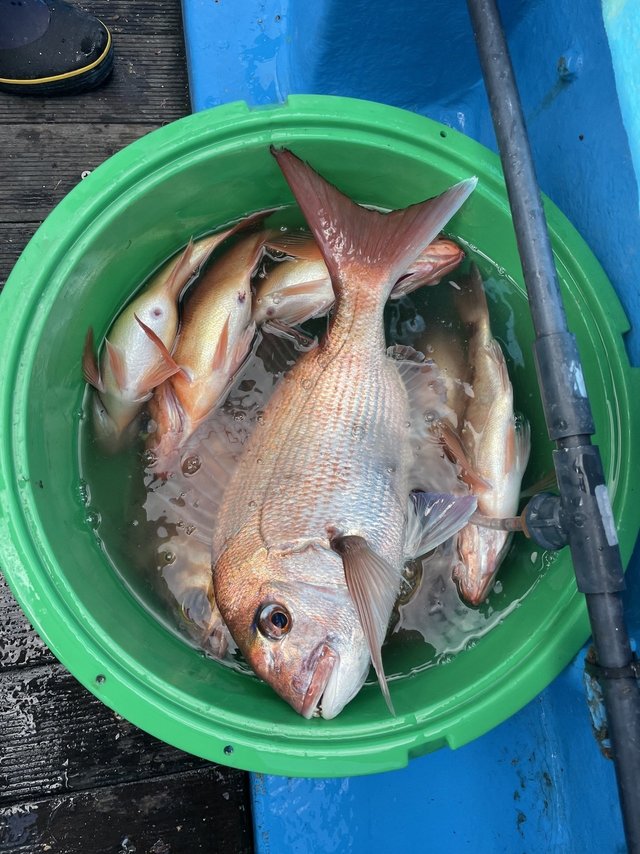 マダイ・メバル