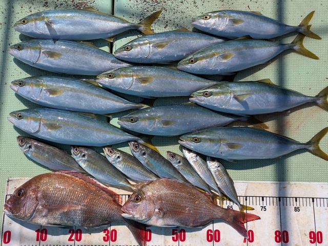 タイ(マダイ)・アジ(マアジ)・ハマチ(ブリ)