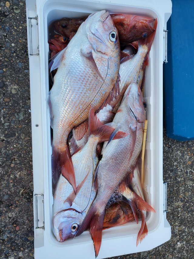 ハナダイ(チダイ)