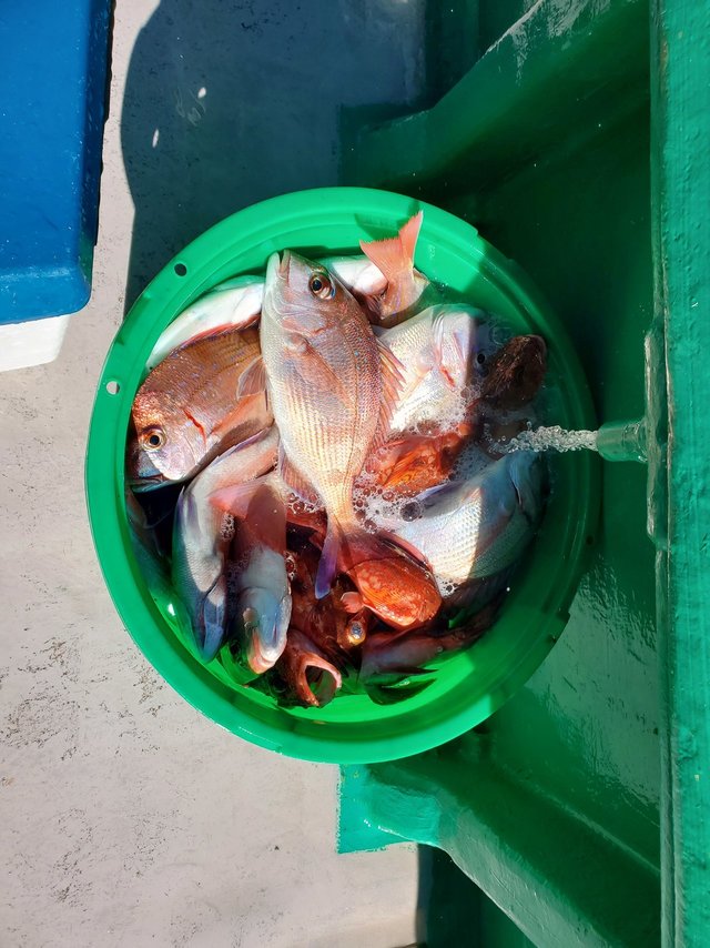 ハナダイ(チダイ)