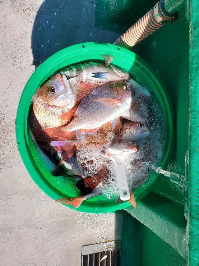 ハナダイ(チダイ)