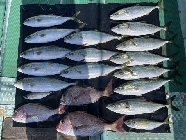 マダイ・ハマチ(ブリ)