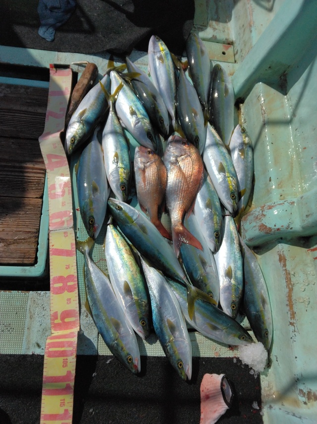 マダイ・ツバス(ブリ)