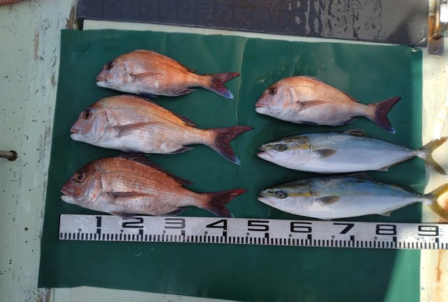 マダイ・ハマチ(ブリ)