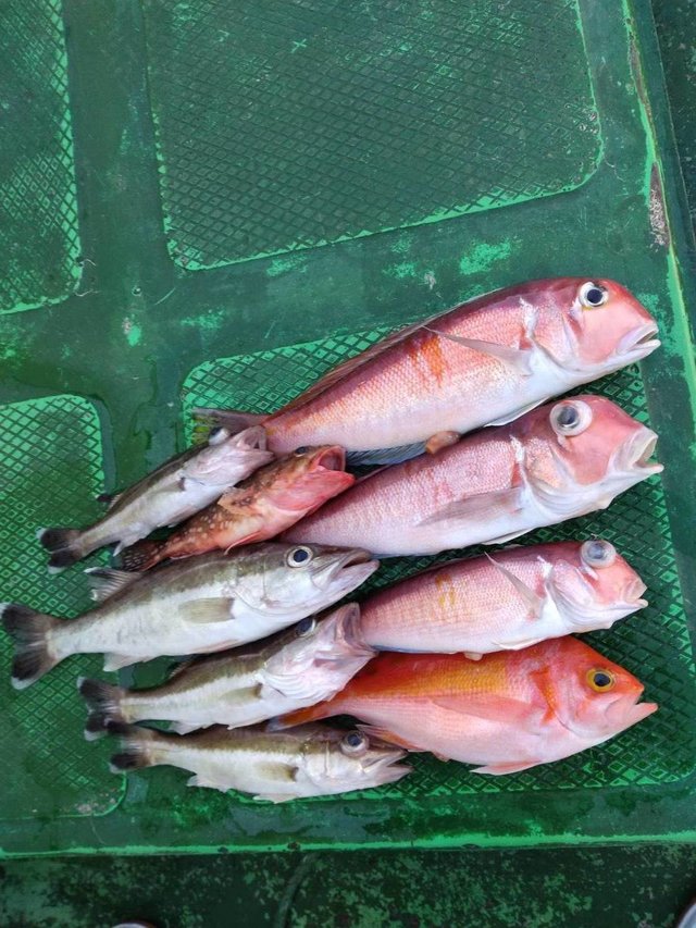 アマダイ(アカアマダイ)