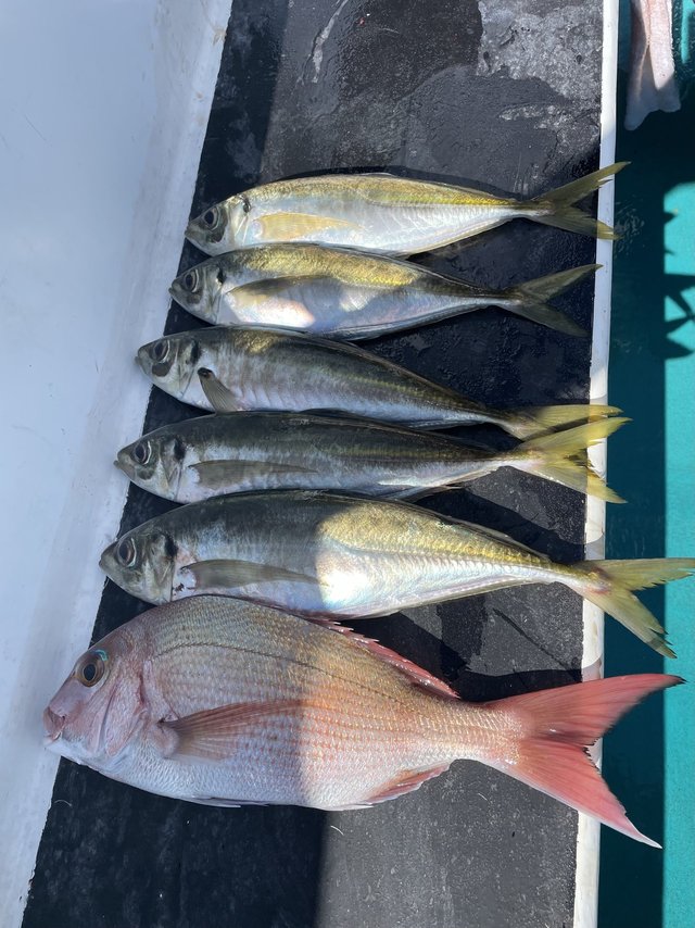 マダイ・マアジ