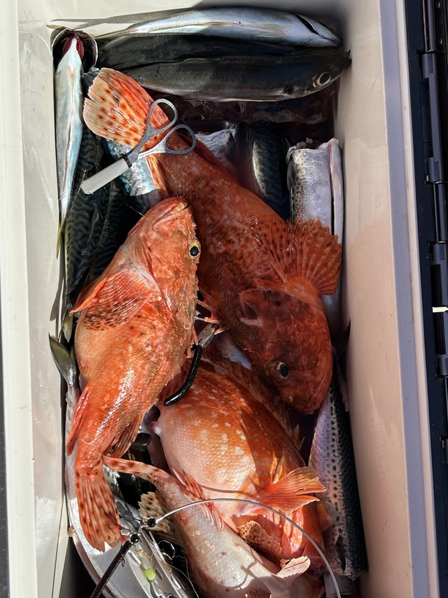 サバ(マサバ)・オニカサゴ