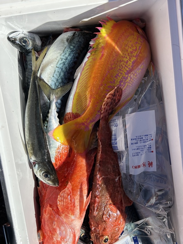 サバ(マサバ)・オニカサゴ