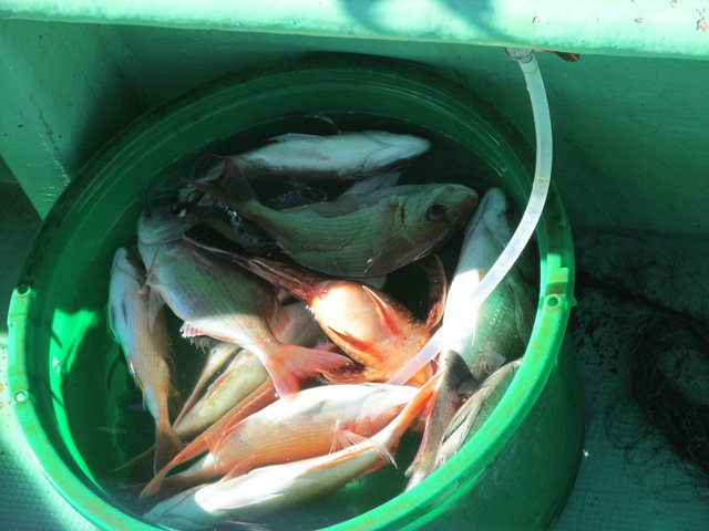 ハナダイ(チダイ)