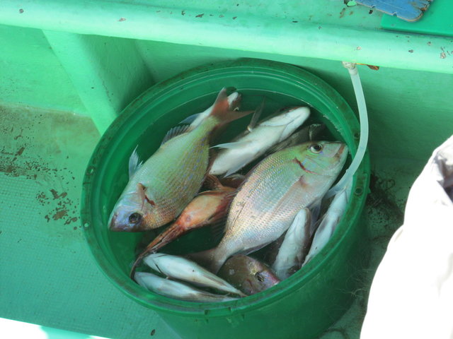 ハナダイ(チダイ)