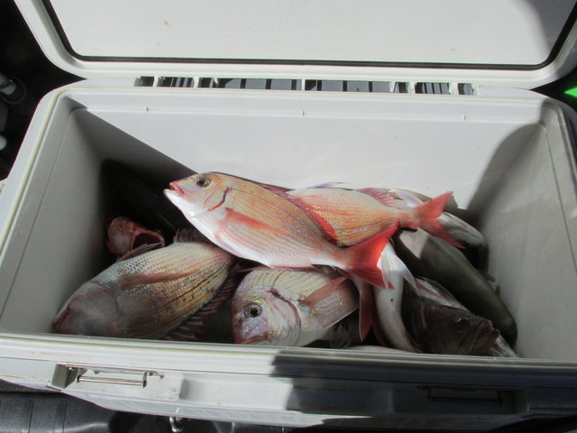 ハナダイ(チダイ)