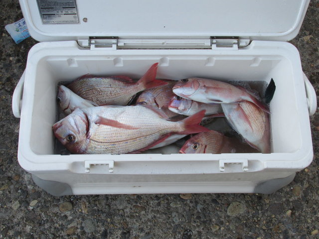 ハナダイ(チダイ)