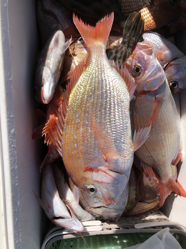 ハナダイ(チダイ)