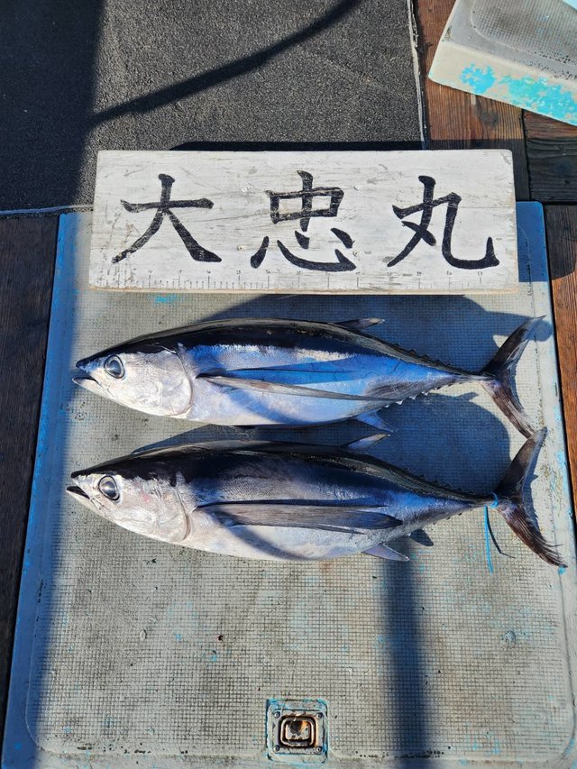 トンボ(ビンナガ)