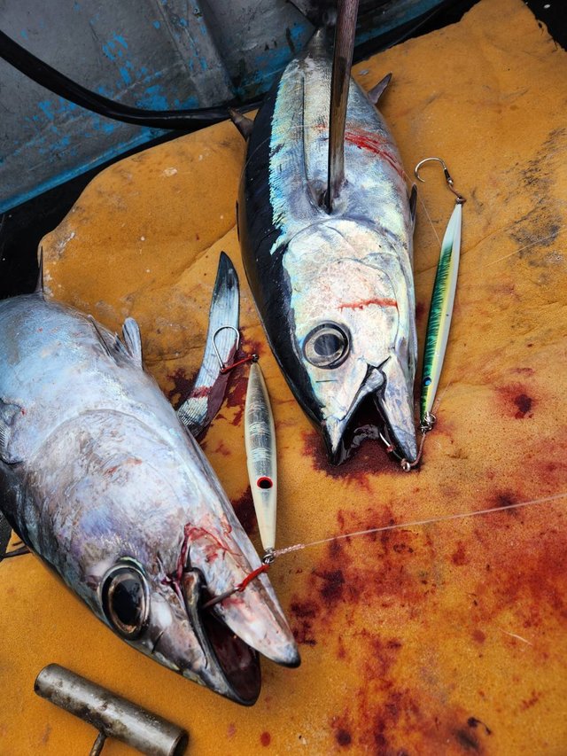 トンボ(ビンナガ)