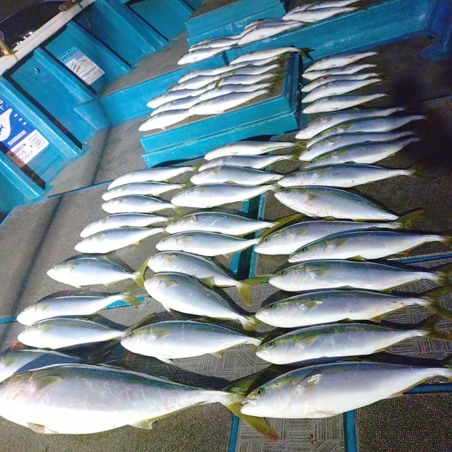 ブリ・ハマチ(ブリ)