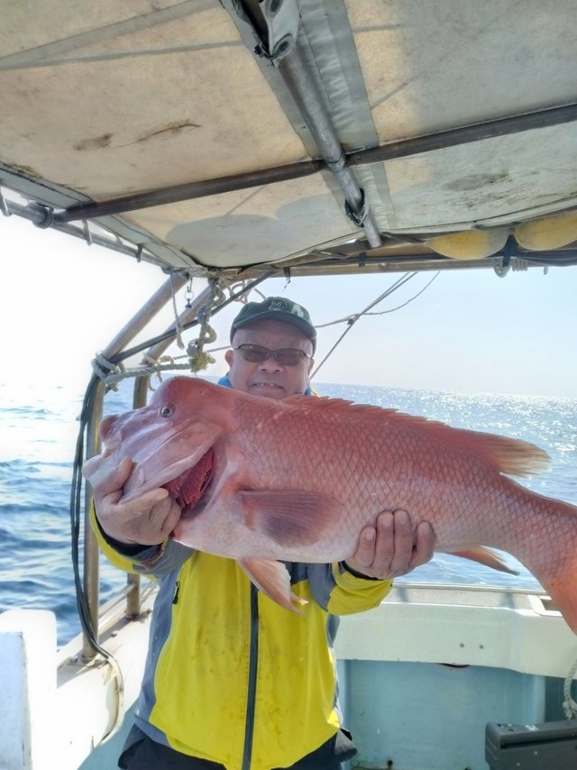 カンダイ(コブダイ)