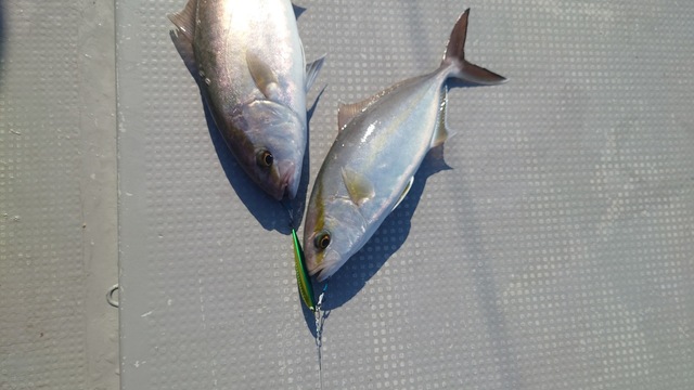 ネリゴ(カンパチ)