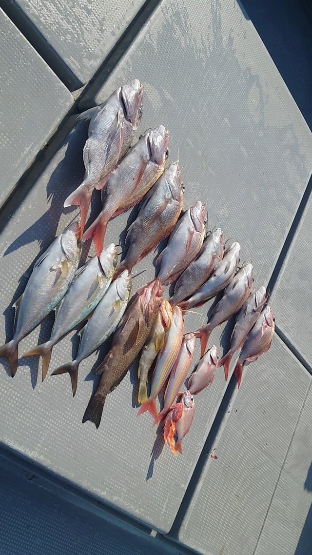 マダイ・ネリゴ(カンパチ)