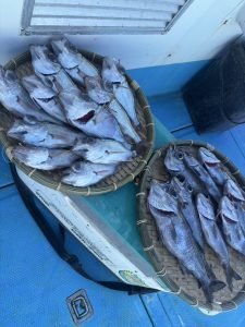 クロムツ・シロムツ(オオメハタ)