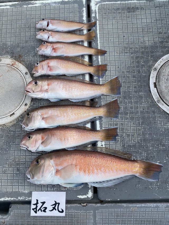 アマダイ(アカアマダイ)