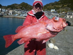 ベニアコウ(オオサガ)