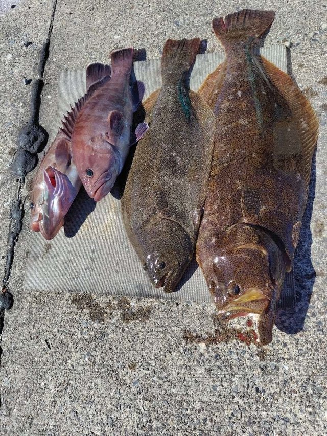 マハタ・ヒラメ