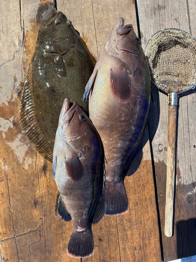 ヒラメ・ハタ(マハタ)