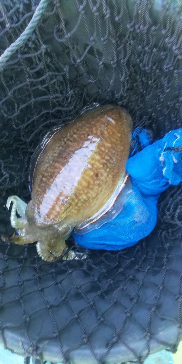 スミイカ(コウイカ)