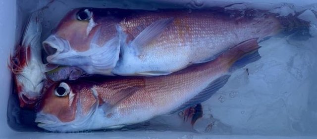 アマダイ(アカアマダイ)・カナガシラ