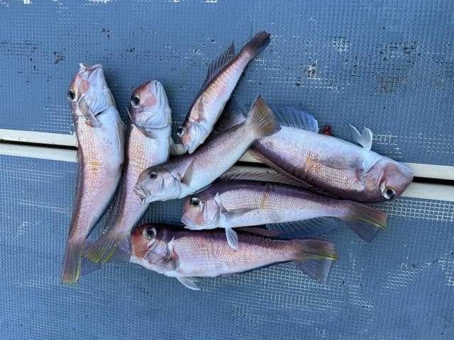 アマダイ(アカアマダイ)・シロアマダイ