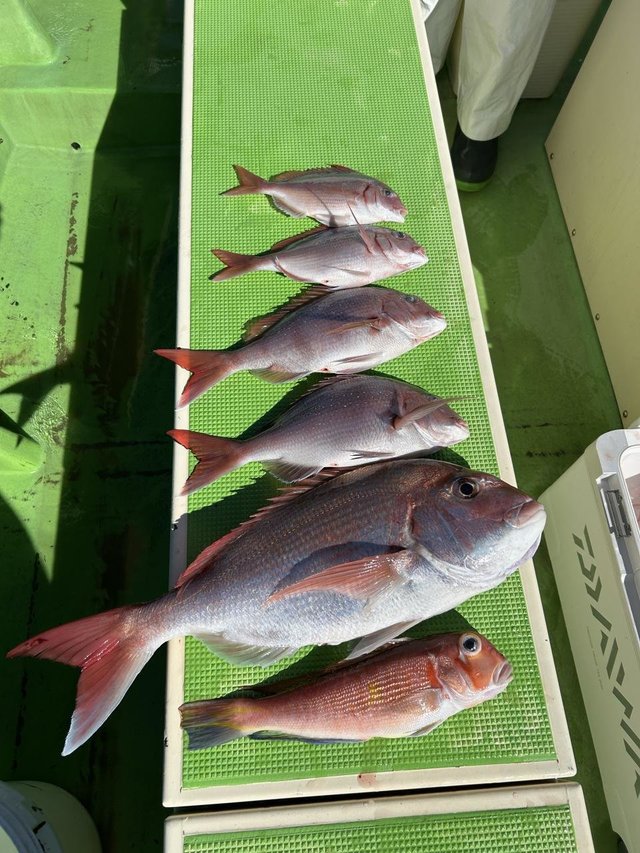 マダイ・ハナダイ(チダイ)・アマダイ(アカアマダイ)