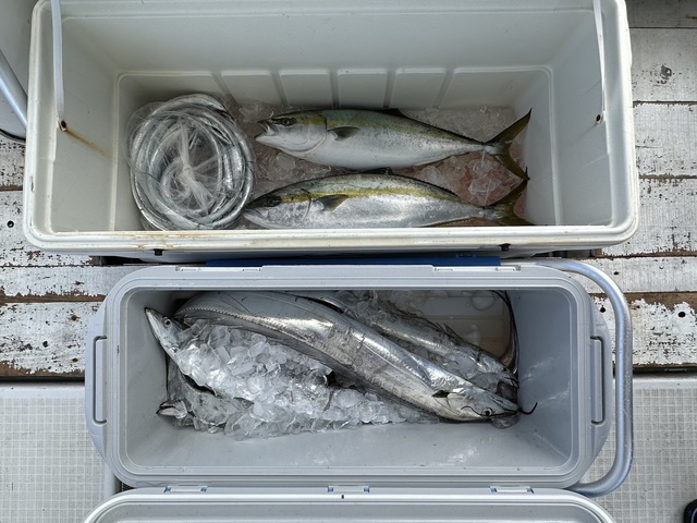 イナダ(ブリ)・ヒラマサ・タチウオ