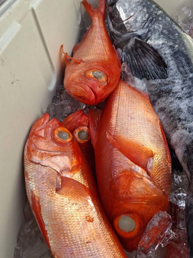 キンメ(キンメダイ)