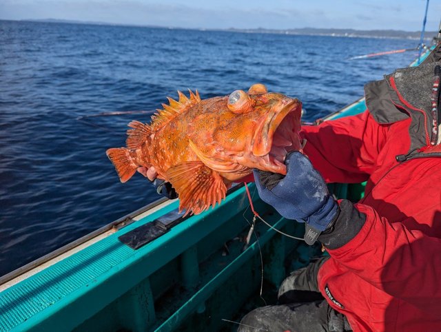 ウッカリカサゴ