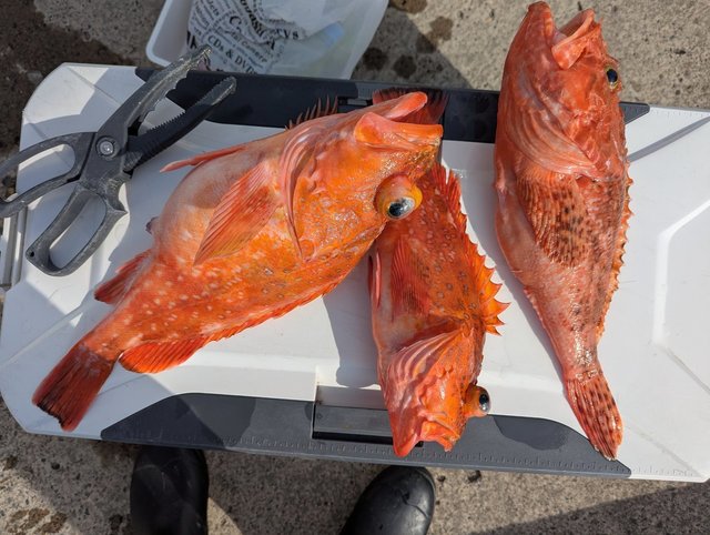 ウッカリカサゴ