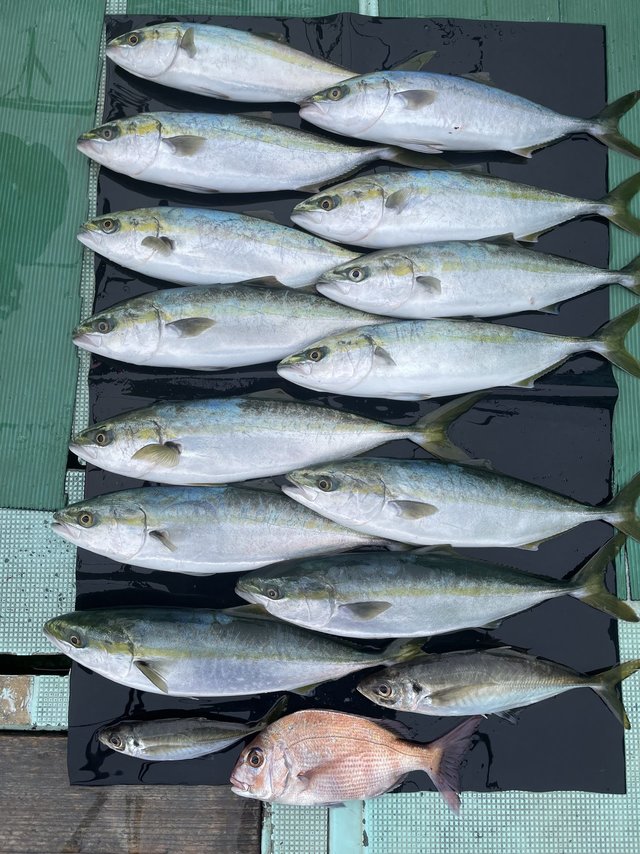 チャリコ(マダイ)・マアジ・ハマチ(ブリ)