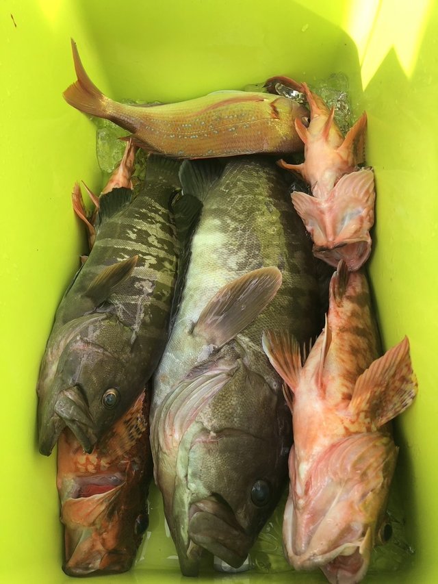 マハタ・カサゴ