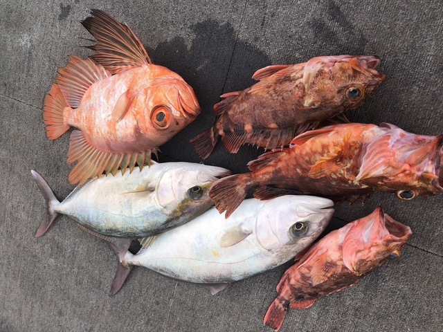 カンパチ・カサゴ