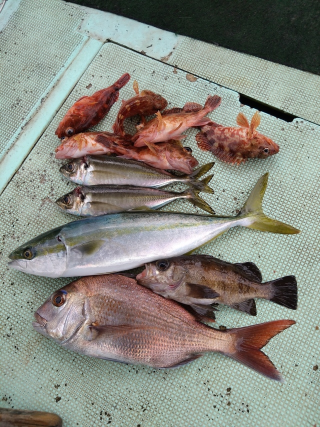 タイ(マダイ)・アジ(マアジ)・ハマチ(ブリ)・メバル