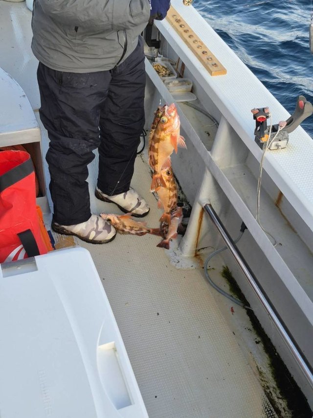 オキメバル(ウスメバル)