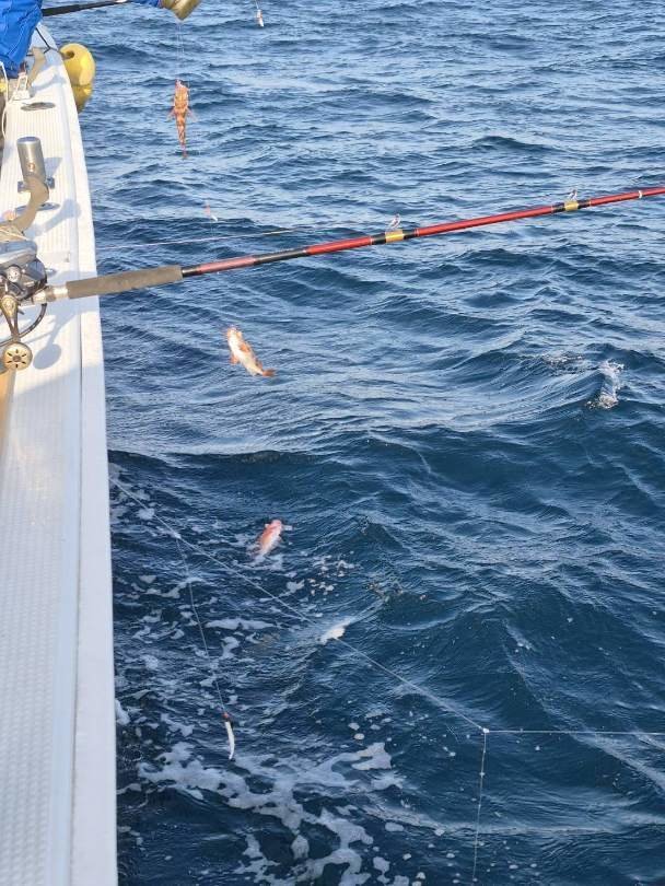 オキメバル(ウスメバル)