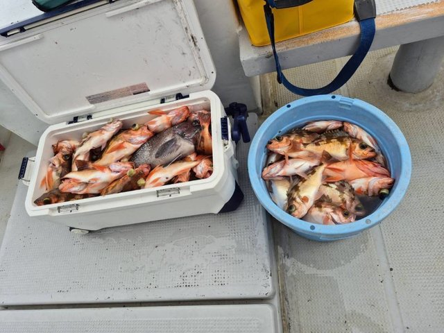 オキメバル(ウスメバル)