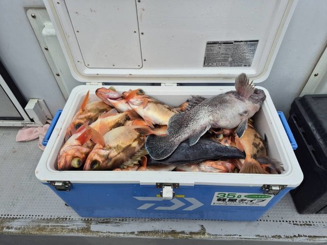 オキメバル(ウスメバル)